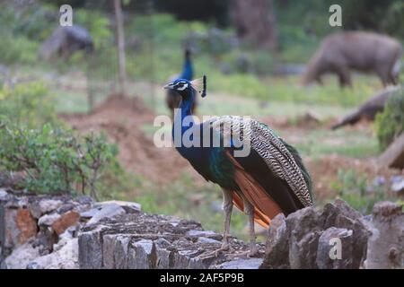 Peacock photographié par derrière avec queue colorée en premier plan et la tête de profil dans backgroundPeacock photographié par derrière avec ta couleur Banque D'Images
