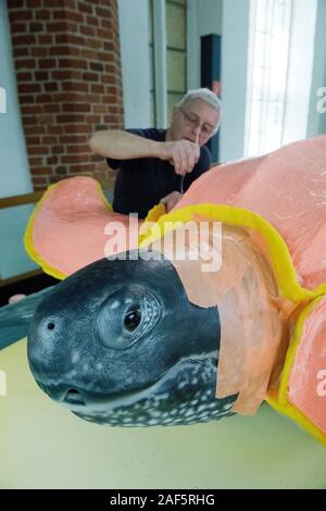 10 décembre 2019, Mecklembourg-Poméranie-Occidentale, Stralsund : Wolfgang Gregor, fondateur de l'art de Landin (Brandebourg), prend une empreinte de la tortue cuir préparé 'Marlene' pour un moulage en bronze. En 1965, les 2,15 mètres de long et 450 kg de la femelle des Caraïbes a perdu son chemin dans la mer Baltique. Il s'est empêtré dans un piège à poissons à cinq kilomètres de Stralsund. Un moulage en bronze de la tortue luth est placé dans la nouvelle zone d'entrée après la modernisation de l'Meeresmuseum Stralsund. Photo : Stefan Sauer/dpa-Zentralbild/dpa Banque D'Images