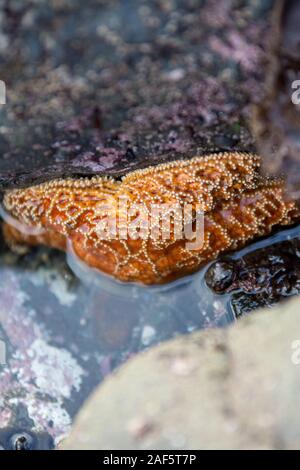 Étoile de mer orange à mi-chemin en rampant hors de l'eau de marée Banque D'Images