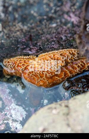 Étoile de mer orange à mi-chemin en rampant hors de l'eau de marée Banque D'Images