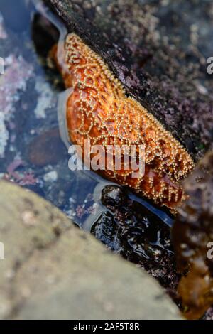 Étoile de mer orange à mi-chemin en rampant hors de l'eau de marée Banque D'Images