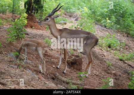 Troupeau d'antilopes impala dans habitat naturel.Un mâle impala, contrôle son harem de femelles Banque D'Images