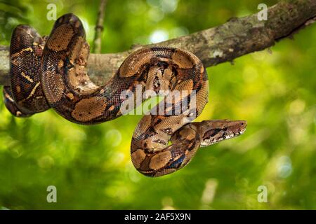 L'Empereur (Boa Boa constrictor imperator) sur un arbre, Parc National de Tortuguero, Costa Rica Banque D'Images