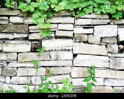 Gros plan du mur en briques blanches avec des plantes, fond brique Banque D'Images