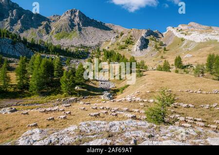 Grand troupeau de moutons paissant dans les pâturages, Parc National du Mercantour, Alpes de Haute Provence (04), France Banque D'Images