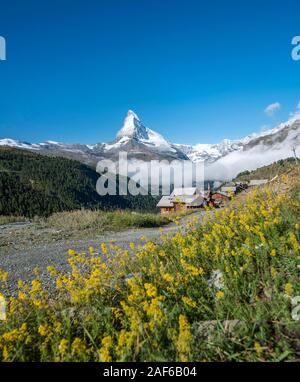 Fleurs jaunes en fleurs en face de Matterhorn, village de montagne avec des maisons en bois, Eggen, Valais, Suisse Banque D'Images