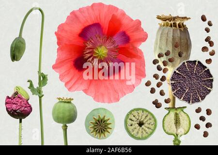 Du pavot à opium (Papaver somniferum), fleurs, bourgeons, graines de pavot Graines de capsule, semences, photo de bord, Allemagne Banque D'Images