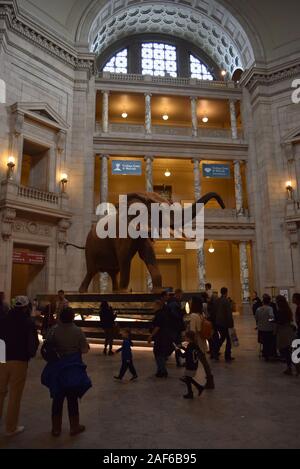 L'affichage des visiteurs des expositions au musée Smithsonian d'histoire naturelle, l'un des musées les plus visités aux États-Unis. Banque D'Images