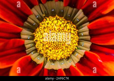 Macro d'étamine jaune et le pollen d'une fleur de couleur orange et rouge Banque D'Images