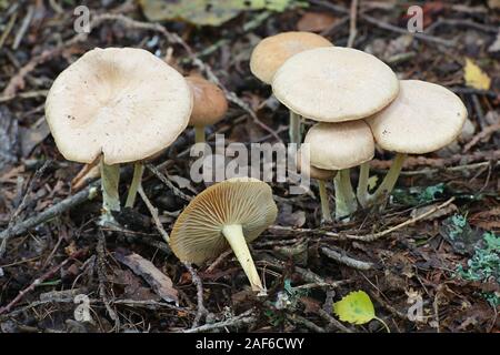 Gymnopus peronatus, connu sous le nom de woolly-pied, à partir de la Finlande aux champignons sauvages Banque D'Images