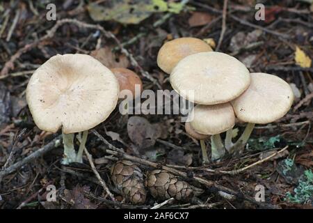 Gymnopus peronatus, connu sous le nom de woolly-pied, à partir de la Finlande aux champignons sauvages Banque D'Images