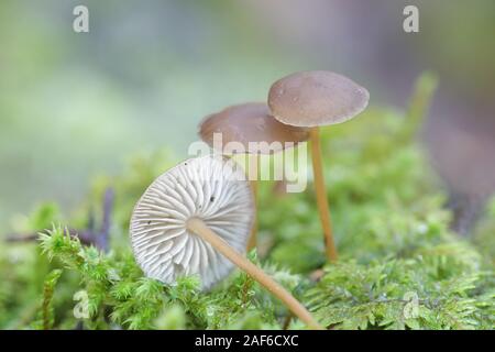 Strobilurus esculentus, connu comme sprucecone pac, champignon comestible de la Finlande Banque D'Images