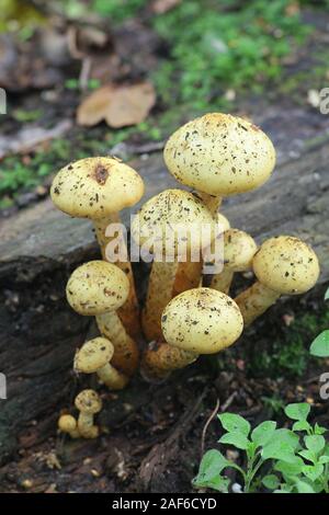 Pholiota alnicola, connu comme Scalycap d'aulne, les champignons de la Finlande Banque D'Images