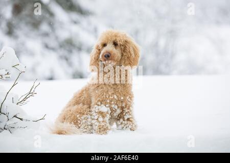 Jeune caniche abricot posant dehors dans la neige. Portrait de caniche abricot mignon dans le magnifique paysage d'hiver, Weissensee, Alpes autrichiennes, Autriche Banque D'Images