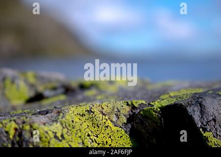 Gros plan macro de la carte-lichen de croûte jaune-vert (Rhizocarpon géographicum) qui pousse sur un rocher en Norvège Banque D'Images