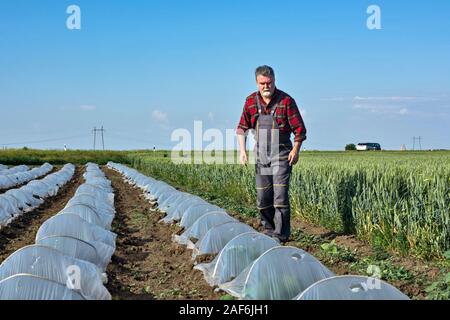 L'agriculteur contrôle et inspecte la croissance et la santé des plantes de pastèques et de melons sous serres en plastique de protection. Banque D'Images