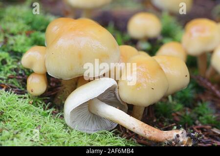 Hypholoma capnoides, connu sous le nom de touffe de conifères, des champignons comestibles de la Finlande Banque D'Images