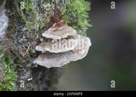 Trametes ochracea, connu sous le nom de champignon à l'ocre, champignons sauvages de Finlande Banque D'Images