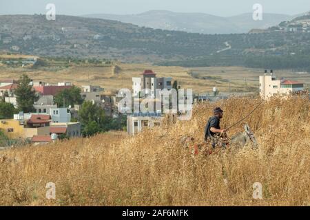Les résidents palestiniens dans un champ pierreux infestés de mauvaises herbes sèches et les épines photographié en Cisjordanie près de Gidi Junction Palestine / Israël Banque D'Images