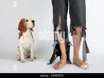 Beagle mignon et son propriétaire en pantalon déchiré et mordu les pieds. Image conceptuelle sur le thème de l'éducation des animaux. Banque D'Images