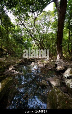 Lit de la rivière et forêt à Den de Nargun, Mitchell River National Park, Victoria, Australie Banque D'Images