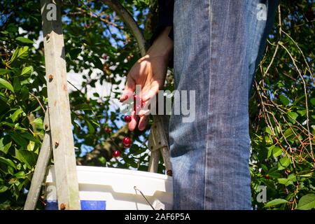 Les droits de l'est de choisir les cerises dans le jardin, la photo en gros comme une chute de baies dans un seau Banque D'Images