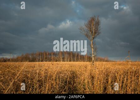 Bouleau sauvages poussant dans les hautes herbes et nuages gris Banque D'Images