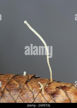 Strobilurus esculentus de pousses d'automne, connu comme sprucecone pac, champignon sauvage de la Finlande Banque D'Images