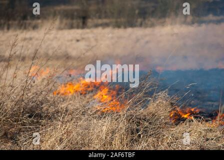 Burning, ancien de l'herbe sèche en feu au printemps Banque D'Images