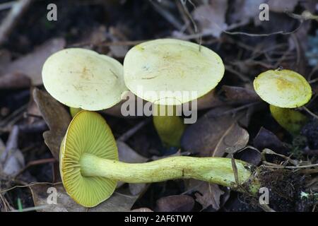 Tricholoma sulphureum, connu sous le nom de chevalier de soufre ou de gaz, toon chevalier sauvage de la Finlande aux champignons Banque D'Images