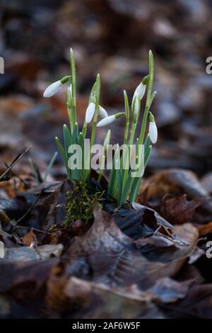 Premières fleurs. perce-neige Galanthus nivalis (vernal) dans le feuillage de l'année dernière Banque D'Images