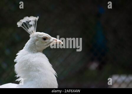 Tête de paon blanc Banque D'Images