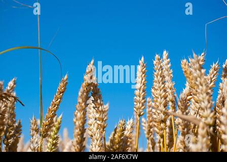 Les épis de blé d'or avec le ciel bleu clair sur l'arrière-plan Banque D'Images