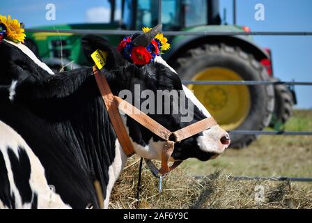 Noir et blanc vache portant une couronne de fleurs. 05 août 2017, le jour du festival de la ferme du domaine de la Baltique dans la région de Kaliningrad, Russie Banque D'Images