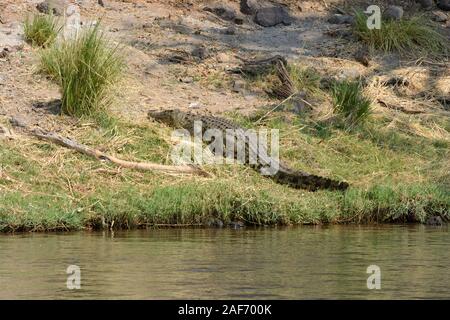 Les crocodiles du Nil sur la rive de la rivière Okavanga regardant garde ses oeufs Delta de l'Okavango Botswana Afrique Banque D'Images