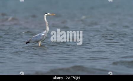 Grand Heron isolée au milieu d'un lac tôt le matin Banque D'Images