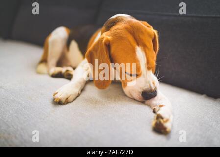 Chien Beagle de mordre sa peau démangeaisons sur les jambes. Problème de peau réaction allergique ou une réaction de stress. Banque D'Images