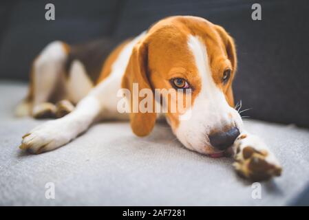 Chien Beagle de mordre sa peau démangeaisons sur les jambes. Problème de peau réaction allergique ou une réaction de stress. Banque D'Images