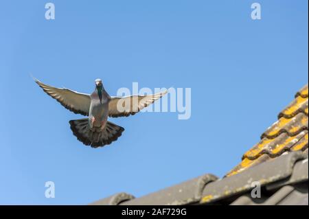 Le pigeon de vol stationnaire dans le ciel bleu clair Banque D'Images