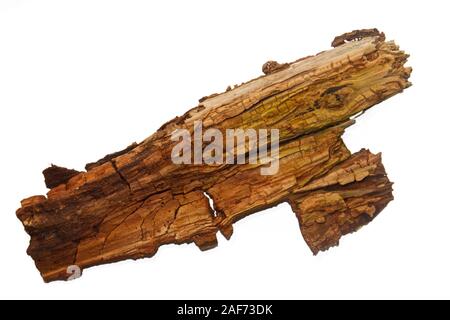 Vieux bois pourri d'un bouleau isolated on white Banque D'Images