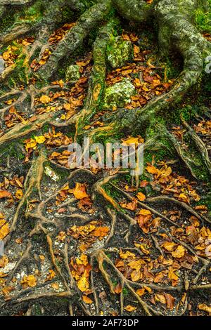 Racines de l'arbre grand et vieux hêtre Banque D'Images