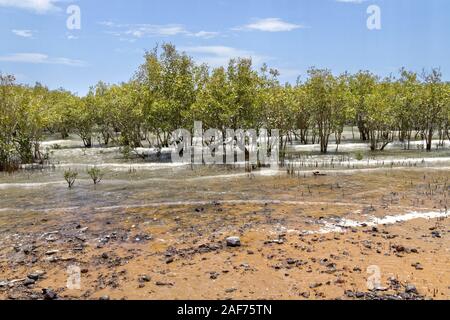 Les palétuviers, Broome, West Kimberley, Western Australia | conditions dans le monde entier Banque D'Images