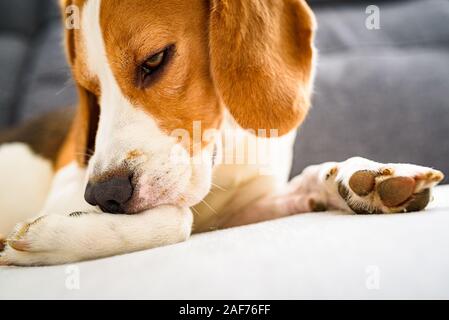 Chien Beagle de mordre sa peau démangeaisons sur les jambes. Problème de peau réaction allergique ou une réaction de stress. Banque D'Images