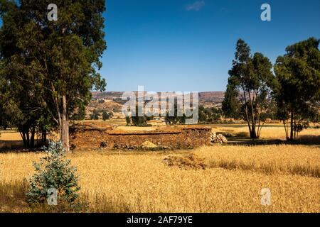 L'Éthiopie, du Tigré, Hawzen, agriculture, ferme en pierre entre la récolte d'orge mûrs au moment de la récolte Banque D'Images