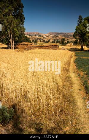 L'Éthiopie, du Tigré, Hawzen, agriculture, ferme en pierre entre la récolte d'orge mûrs au moment de la récolte Banque D'Images