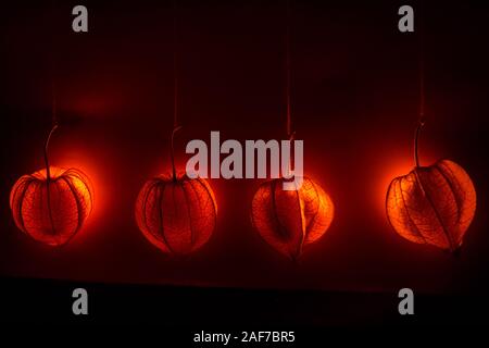Hanging physalis - un décor de rêve brillant orange. Contexte ou le thème de l'humeur d'automne Banque D'Images