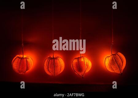 Hanging physalis - un décor de rêve brillant orange. Contexte ou le thème de l'humeur d'automne Banque D'Images