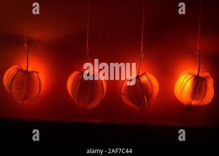 Hanging physalis - un décor de rêve brillant orange. Contexte ou le thème de l'humeur d'automne Banque D'Images