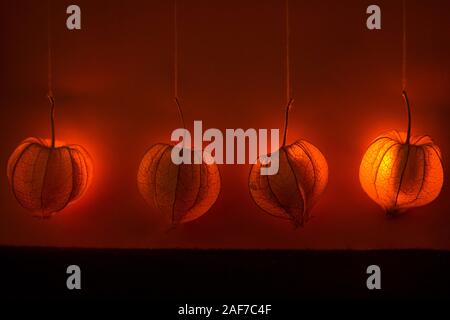 Hanging physalis - un décor de rêve brillant orange. Contexte ou le thème de l'humeur d'automne Banque D'Images