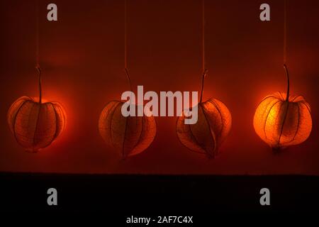 Hanging physalis - un décor de rêve brillant orange. Contexte ou le thème de l'humeur d'automne Banque D'Images